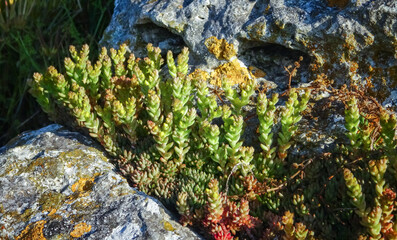 (Sedum acre) -  goldmoss stonecrop, succulent plants