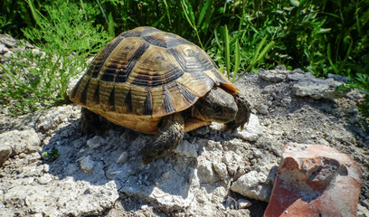 Hermann's tortoise (Testudo hermanni), adult turtle in the steppe on the Black Sea coast