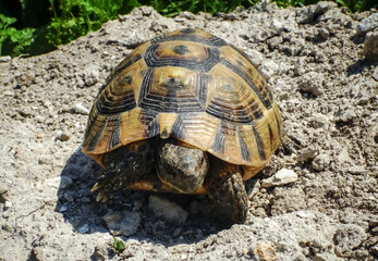 Hermann's tortoise (Testudo hermanni), adult turtle in the steppe on the Black Sea coast