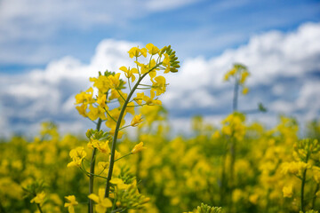 Obraz premium Blooming rapeseed on a background of blue sky on a sunny day.