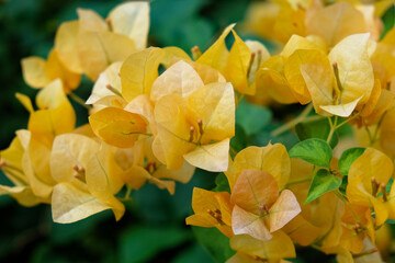 Obraz premium In a close-up view, a vivid orange bougainvillea cluster steals the spotlight, encircled by opulent greenery.