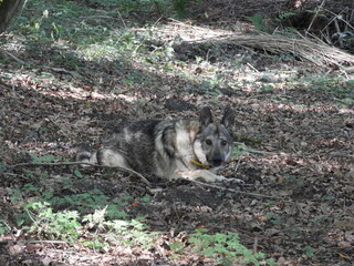 Un chien loup de saarloos dans les bois 