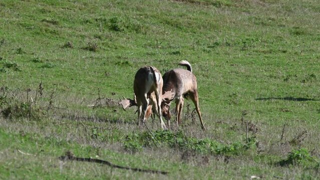 Two Fallow Dear (Dama dama) stags fighting during the rutting season. October, Kent, UK. 
