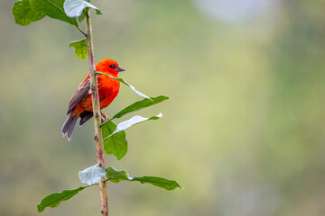 Red Madagascar Weaver sitting on a tree