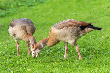 Adult and young Nile geese ( (Alopochen aegyptiaca) nibble green grass in the meadow