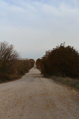 A dirt road with trees on either side of it