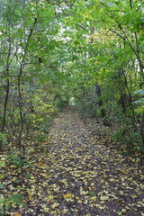 A path through a forest