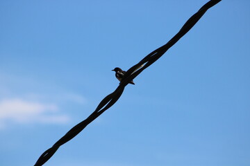 bird on a wire