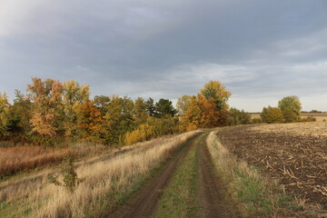 A dirt road through a field