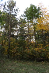 Fototapeta premium A group of trees in a forest