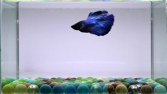 Betta fish Fancy Blue Devil Halfmoon long tail from Thailand, Siamese fighting fish on isolated grey background.