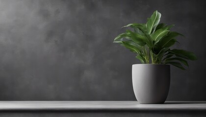 A pot with a plant stands in an empty room with a dark gray wall that has room for text.