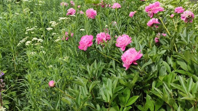 Pink peony flowers in summer garden. Ornamental plant in flowering season. 