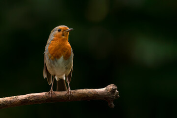 European Robin (Erithacus rubecula) on a branch in the forest of Noord Brabant in the Netherlands. Dark background.                          