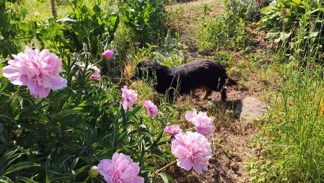 Black dog walking in summer garden with pink peony flowers in summer garden. Ornamental plant in flowering season. 