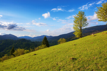 Fototapeta na wymiar carpathian rural landscape in spring. trees on the steep grassy hill. wonderful countryside scenery in evening light. fluffy clouds on the blue sky