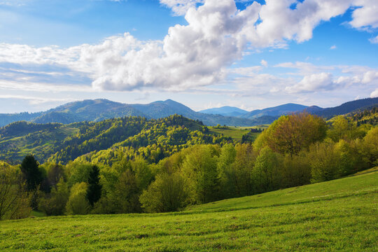 carpathian rural landscape in spring. trees on the grassy hills. wonderful nature scenery green pasture in warm evening light. fluffy clouds on the blue sky above the distant mountains