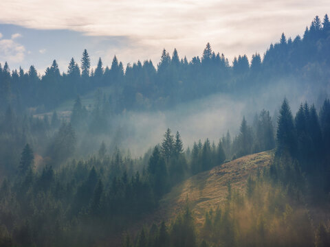 autumnal weather nature background. foggy scenery in coniferous forest on the hill in morning light