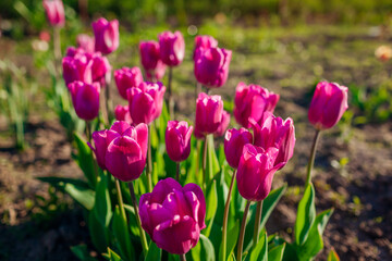 Pink purple flag tulips growing in spring garden. Flowers blooming outdoors at sunset