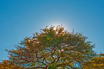 A Tree Backlit By The Sun
