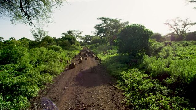 Baboon monkeys resting and chasing each other in the African jungle.