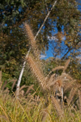 Foxtails & Bristle Grass