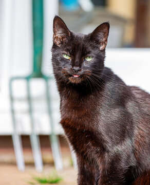 portrait of a black cat in the sun