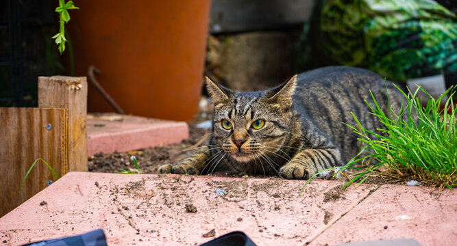 tabby cat preying in the grass 