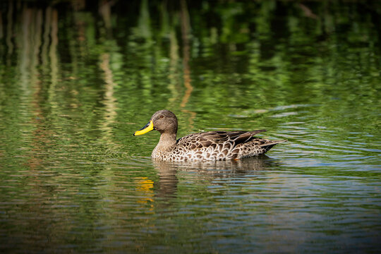 Yellow-billed duck, photographed in Rietvlei Nature Reserve, Gauteng, South Africa.