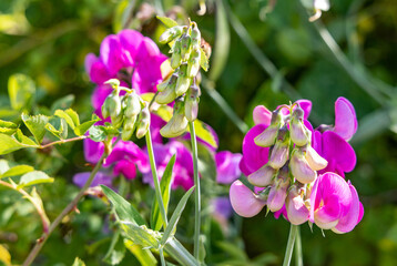 Photo flowering of decorative peas closeup outdoors