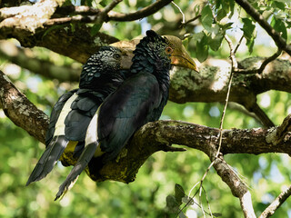 Male and Female Black-and-white-casqued Hornbill on tree branch, portrait © FotoRequest
