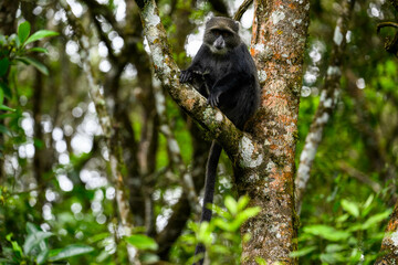 Blue Monkey sitting on a branch amongst foliage in the Arusha National Park in Tanzania