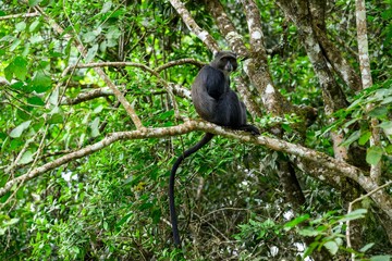 Fototapeta premium Blue Monkey sitting on a branch amongst foliage in the Arusha National Park in Tanzania