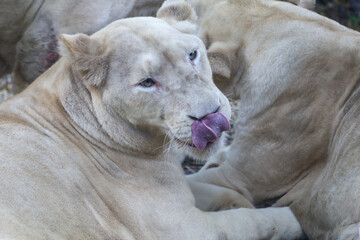 The female fat lion is rest after eat