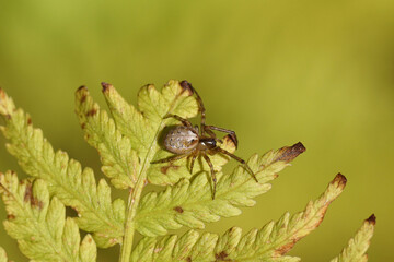 Female Missing sector orb weaver or the silver-sided sector spider (Zygiella x-notata) on a fern...