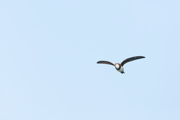 Alpengierzwaluw, Alpine Swift, Apus melba