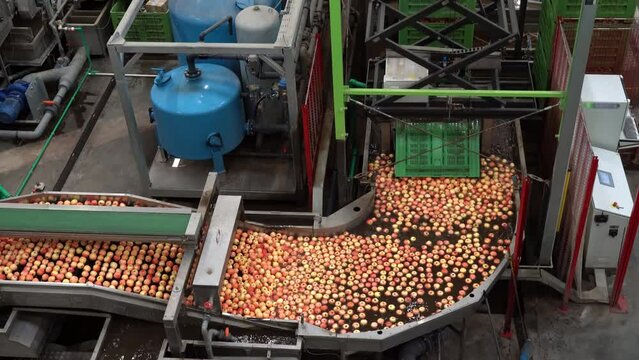 Pick And Place Robot Handling Plastic Crates with Apples on Apple Washing Line in Fruit Processing Plant. Apple Receiving and Processing in Packing House. Fruit Processing Plant Equipment and Machines