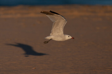 Audouin's Gull, Ichthyaetus audouinii