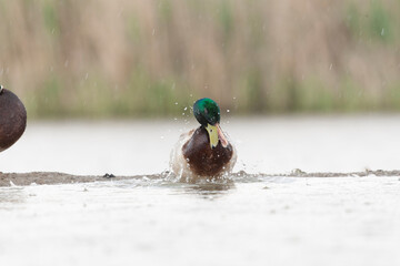 Mallard, Anas platyrhynchos