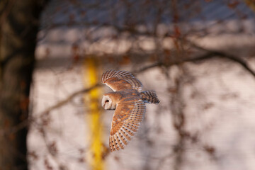 Barn Owl, Tyto alba