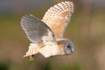 Barn Owl, Tyto alba