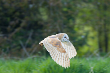 Fototapeta premium Barn Owl, Tyto alba
