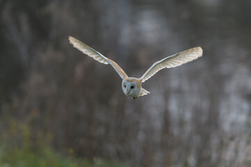 Barn Owl, Tyto alba