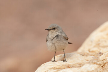 Blackstart, Cercomela melanura