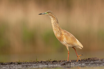 Squacco Heron, Ardeola ralloides