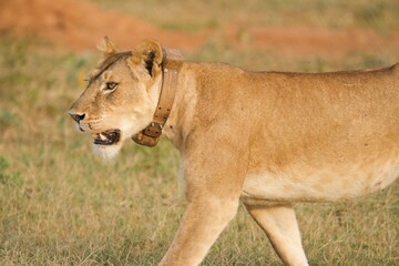 A lioness