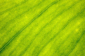 Vue macro de feuille verte de plante
