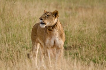 A lioness