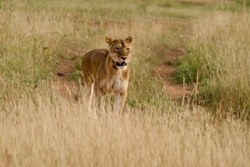 A lioness