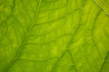 Vue macro de feuille verte de plante